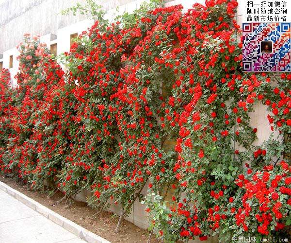 藤本月季 藤本月季