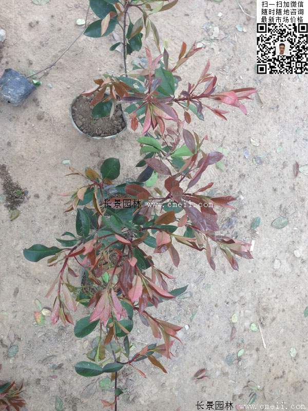 紅葉石楠--長(zhǎng)景園林 紅葉石楠--長(zhǎng)景園林