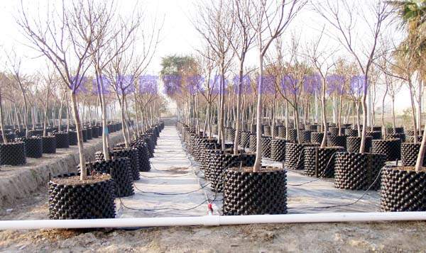 綠化苗木苗圃 綠化苗木苗圃