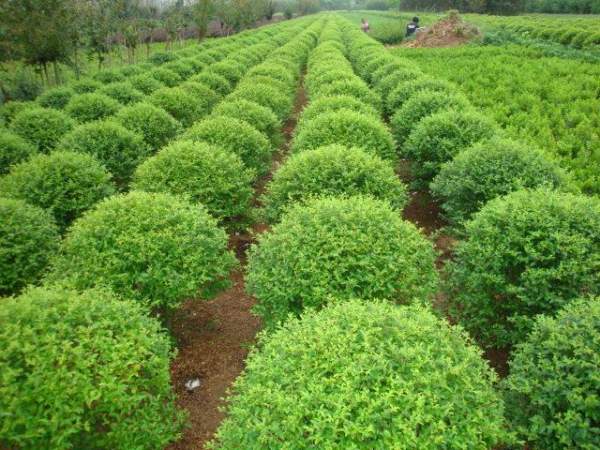 苗木行情 苗木行情