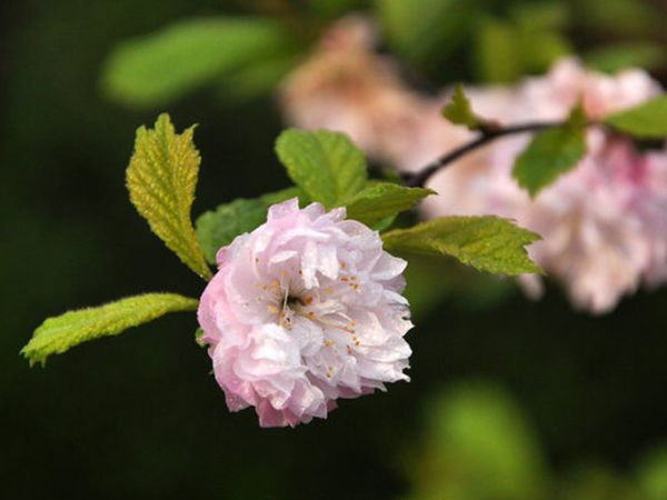 半重瓣榆葉梅 半重瓣榆葉梅