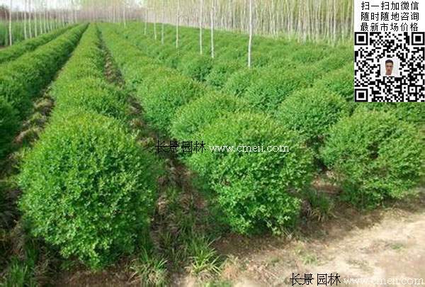 120~150公分小葉女貞球 120~150公分小葉女貞球