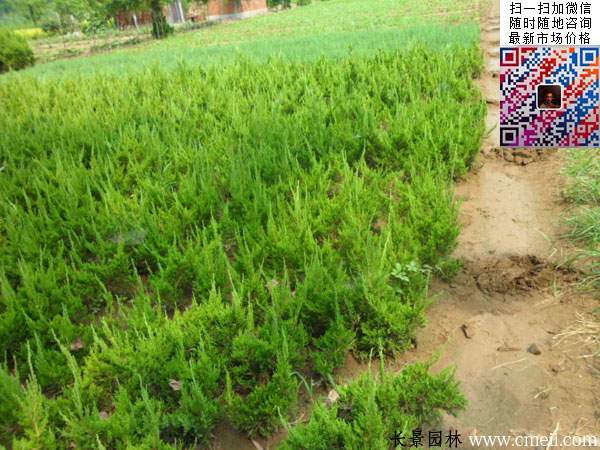長(zhǎng)景園林苗圃的小龍柏 長(zhǎng)景園林苗圃的小龍柏