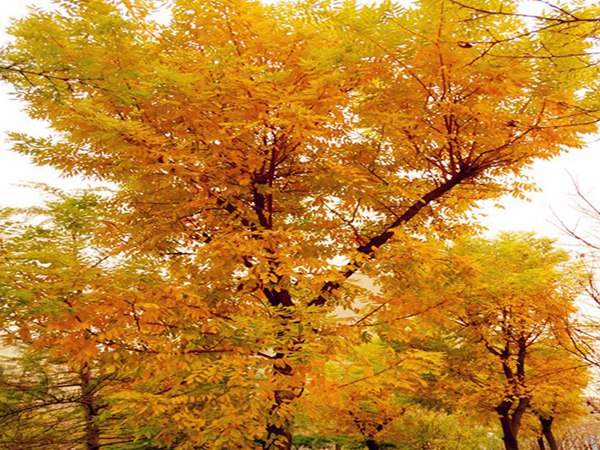 園林景觀苗木種類(lèi)——孤植樹(shù)