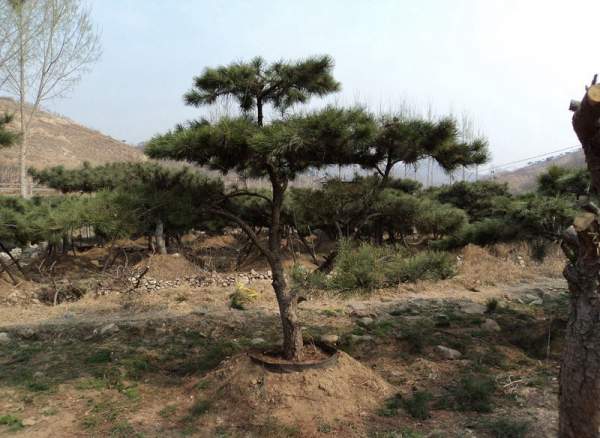 造型黑松樹(shù)哪里便宜？哪家的質(zhì)量好？