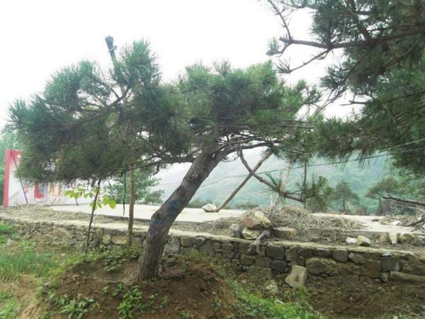 造型黑松樹(shù)哪里便宜？哪家的質(zhì)量好？