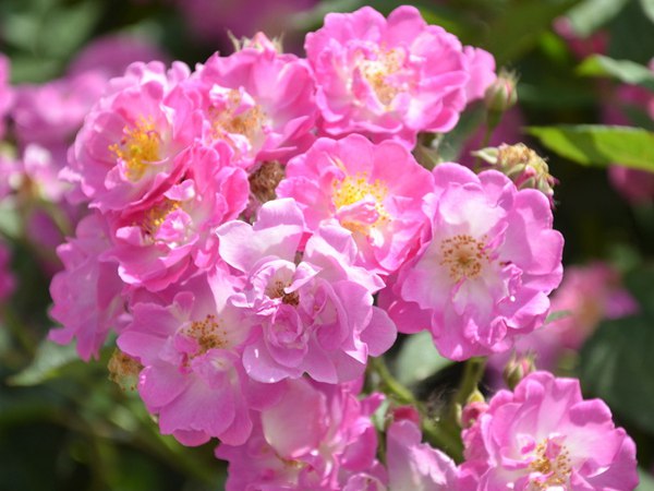 哪里有薔薇花苗賣？薔薇花苗批發(fā)