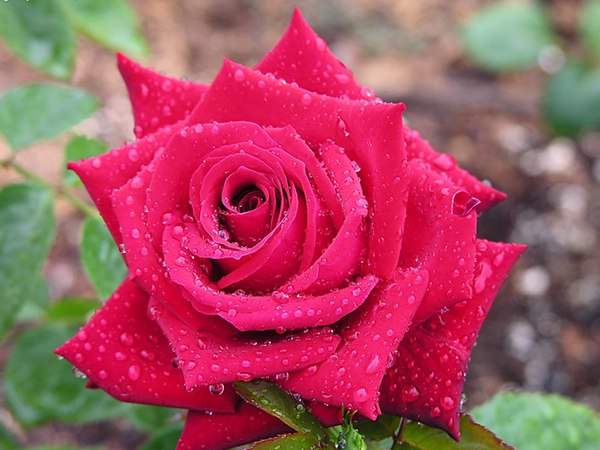 哪里有薔薇花苗賣？薔薇花苗批發(fā)