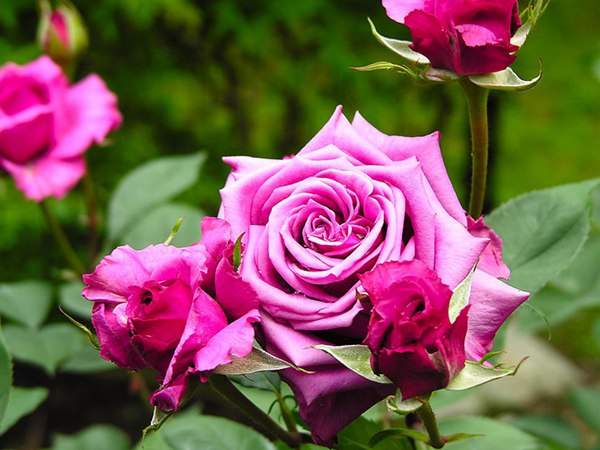 哪里有薔薇花苗賣？薔薇花苗批發(fā)