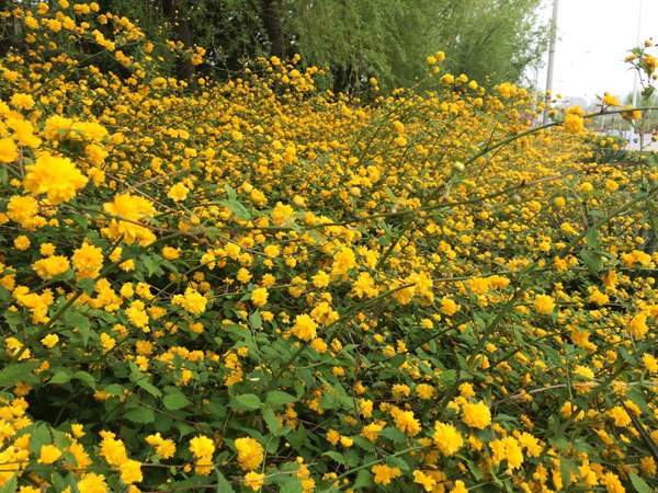 棣棠花的花語(yǔ)是什么？