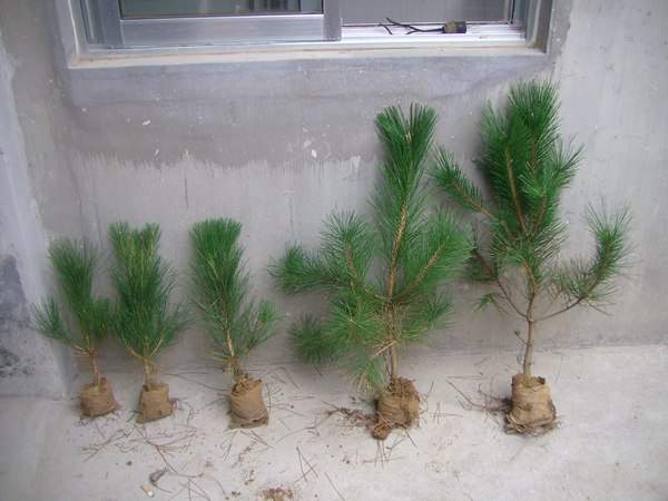 黑松種子什么時候種好，怎么種發(fā)芽率高？