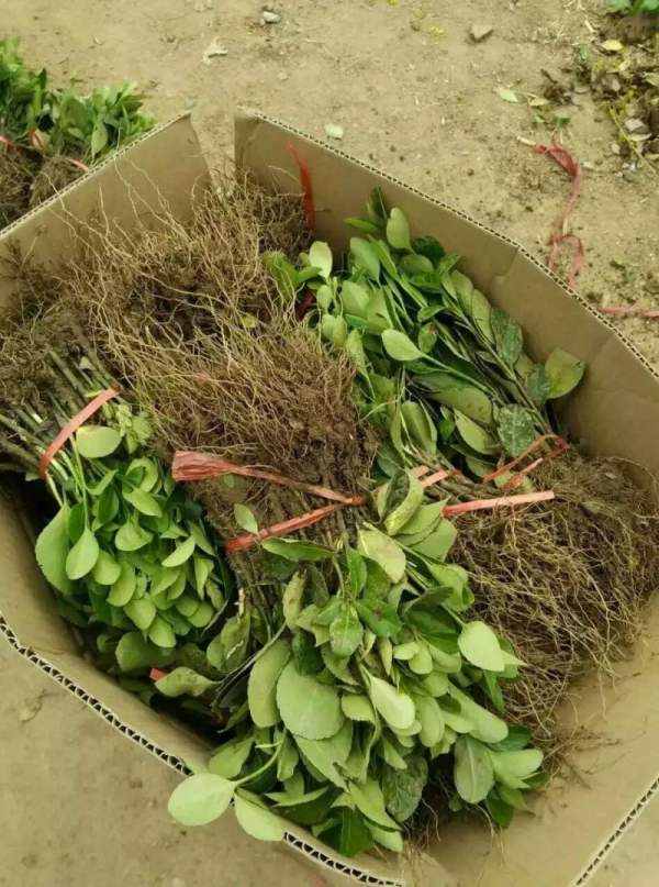 大葉黃楊扦插小苗 大葉黃楊扦插小苗