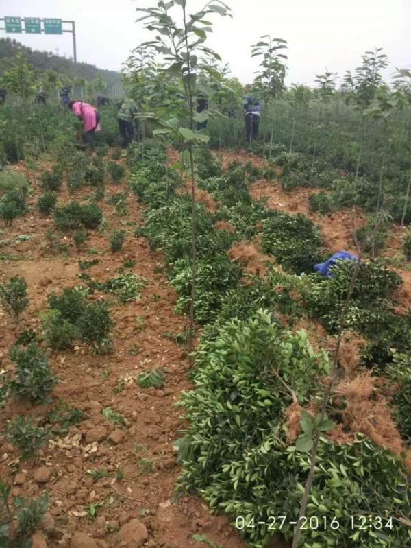 江蘇沭陽大葉黃楊 江蘇沭陽大葉黃楊