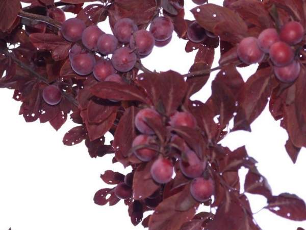 紫葉李和紅葉李的花語(yǔ)是什么？