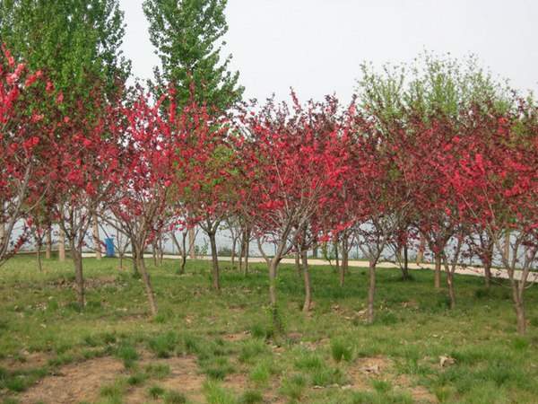 紅葉碧桃是用什么嫁接的？