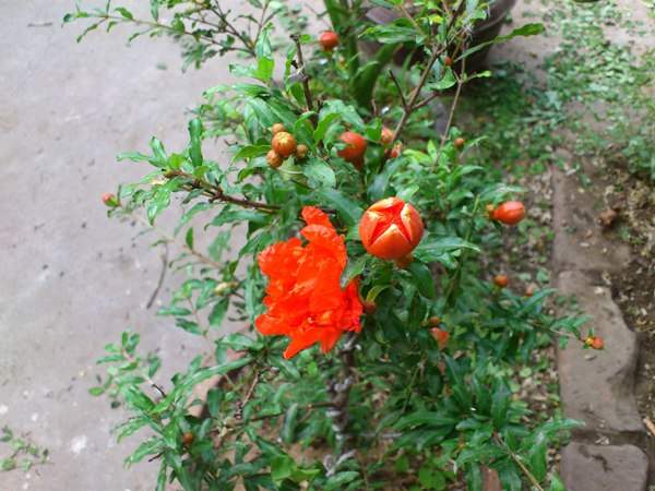 花石榴的花期、果期是什么時(shí)候