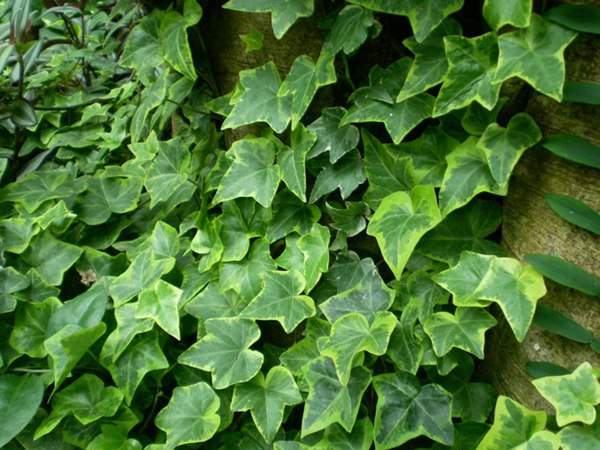 常春藤的栽培養(yǎng)護及管理注意事項 常春藤的栽培養(yǎng)護及管理注意事項