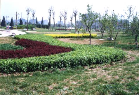 扶芳藤的色塊應(yīng)用 扶芳藤的色塊應(yīng)用