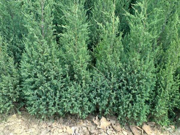 刺柏產(chǎn)區(qū)都有哪些地方？