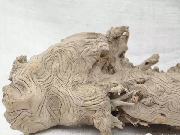 如何分辨崖柏與地柏，它們有什么不同？