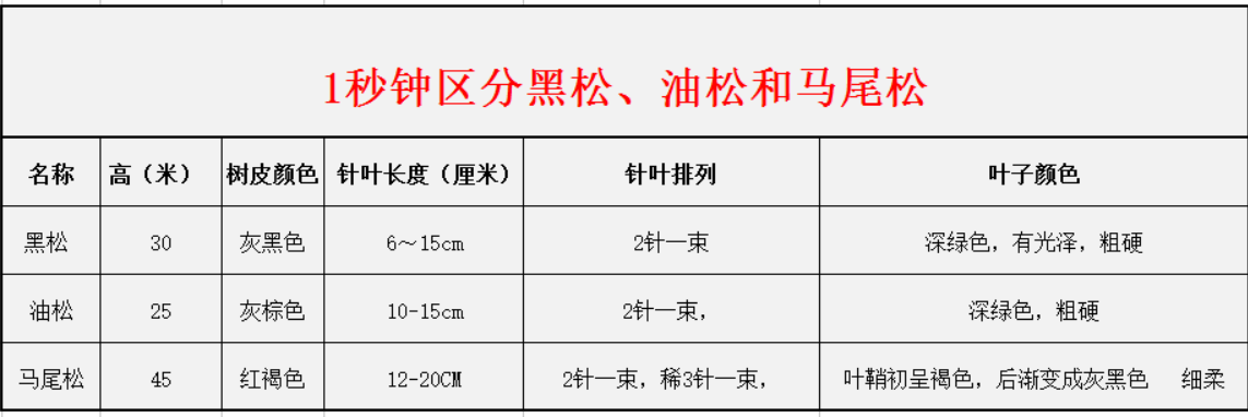 1秒鐘區(qū)分黑松、油松和馬尾松 1秒鐘區(qū)分黑松、油松和馬尾松