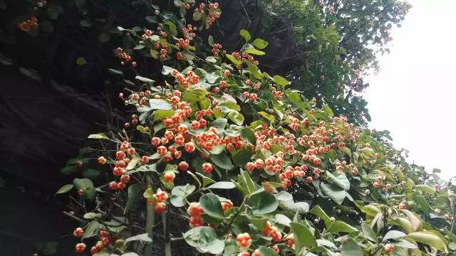 天然氧吧——扶芳藤房子養(yǎng)成記 天然氧吧——扶芳藤房子養(yǎng)成記