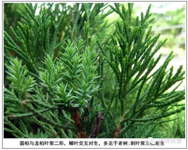 圓柏、刺柏、側(cè)柏、柏木以及龍柏的簡易識別法