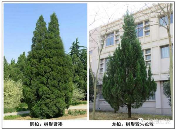 圓柏、刺柏、側(cè)柏、柏木以及龍柏的簡易識別法