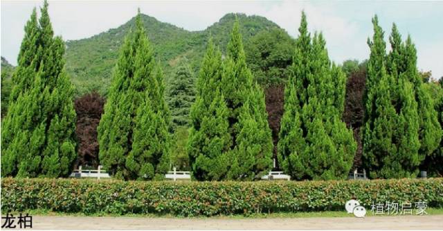 圓柏、刺柏、側(cè)柏、柏木以及龍柏的簡易識別法