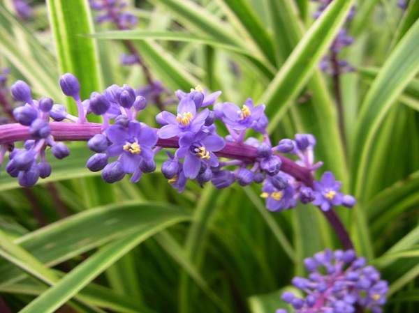金邊麥冬花 金邊麥冬花