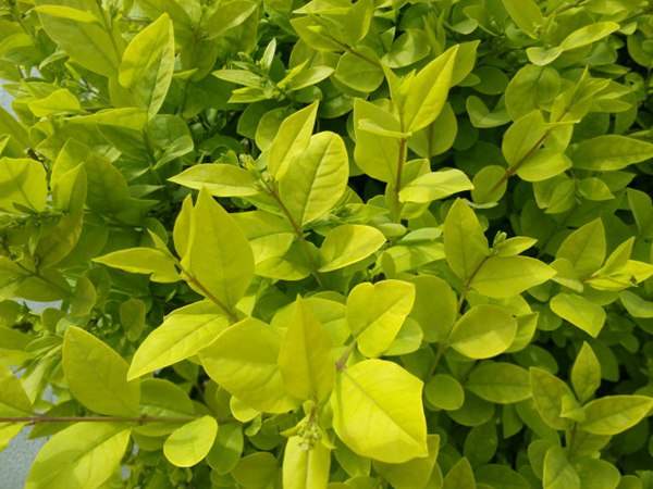 金葉女貞如何進(jìn)行繁殖育苗？