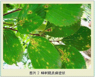 斑點(diǎn)病 斑點(diǎn)病