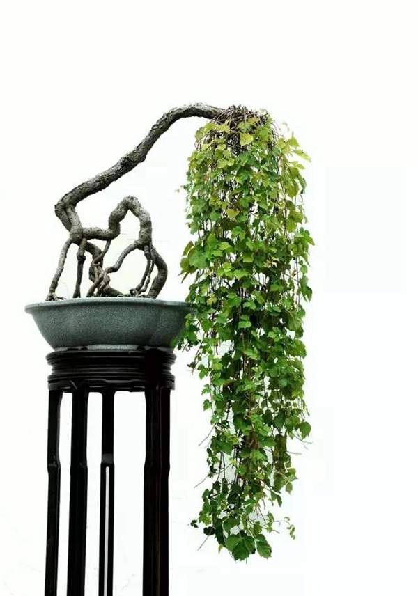 爬山虎斜干式盆景 爬山虎斜干式盆景