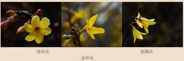 迎春花、金鐘和連翹如何區(qū)分？