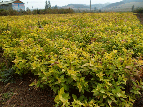 金葉紅瑞木 金葉紅瑞木