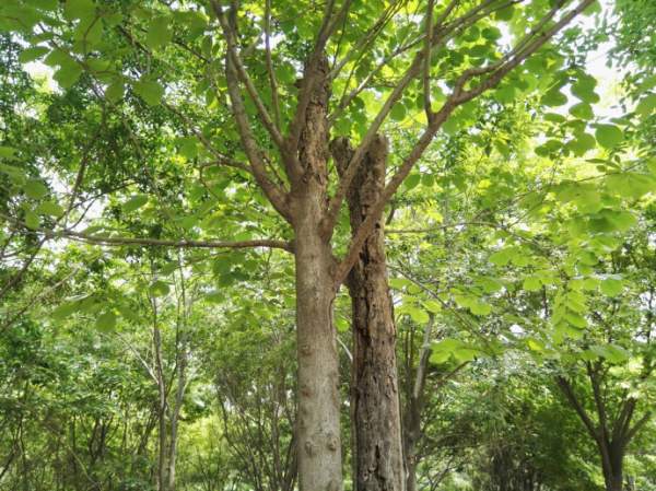 大葉樸樹圖片 大葉樸樹圖片