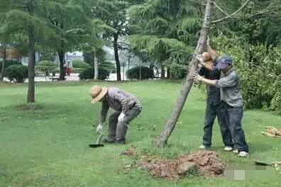 行道樹(shù)雨后扶正拉直
