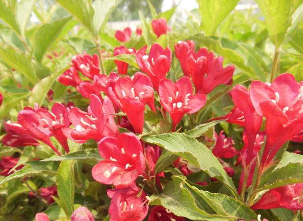 紅王子錦帶-長(zhǎng)景園林 紅王子錦帶-長(zhǎng)景園林