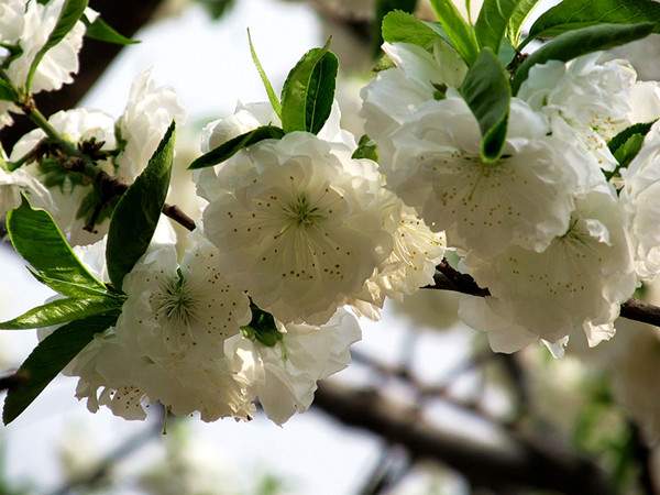白花碧桃--長景園林 白花碧桃--長景園林