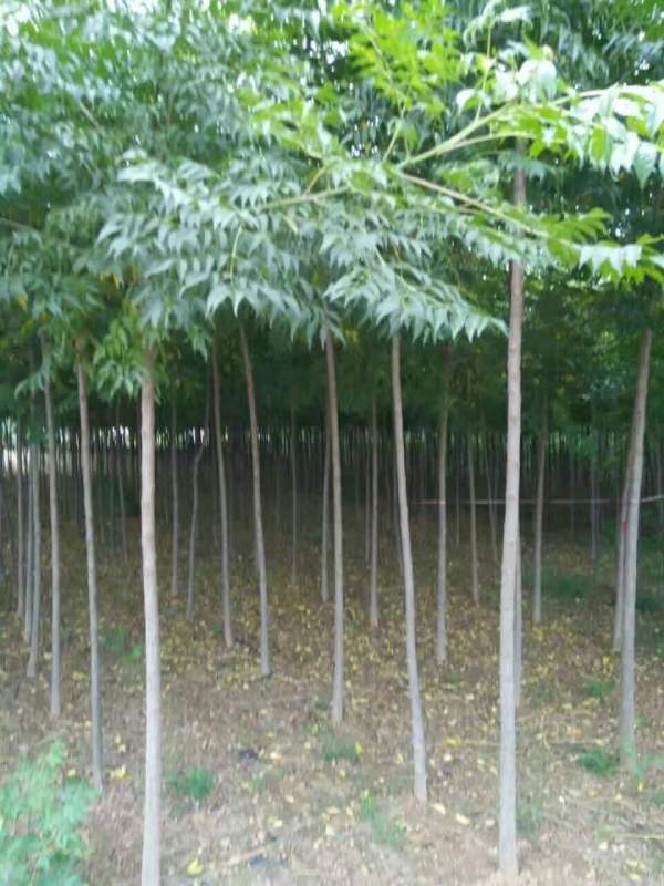 5公分6公分7公分苦楝樹圖片 5公分6公分7公分苦楝樹圖片