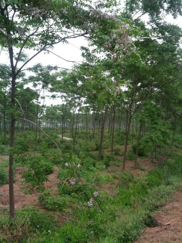 供應(yīng)胸徑6公分7公分8公分苦楝樹 供應(yīng)胸徑6公分7公分8公分苦楝樹