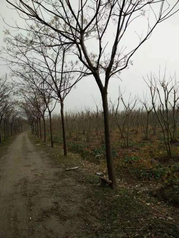 胸徑14公分14公分16公分苦楝樹圖片 胸徑14公分14公分16公分苦楝樹圖片