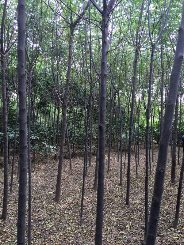 精品12公分13公分14公分大規(guī)格苦楝樹圖片 精品12公分13公分14公分大規(guī)格苦楝樹圖片