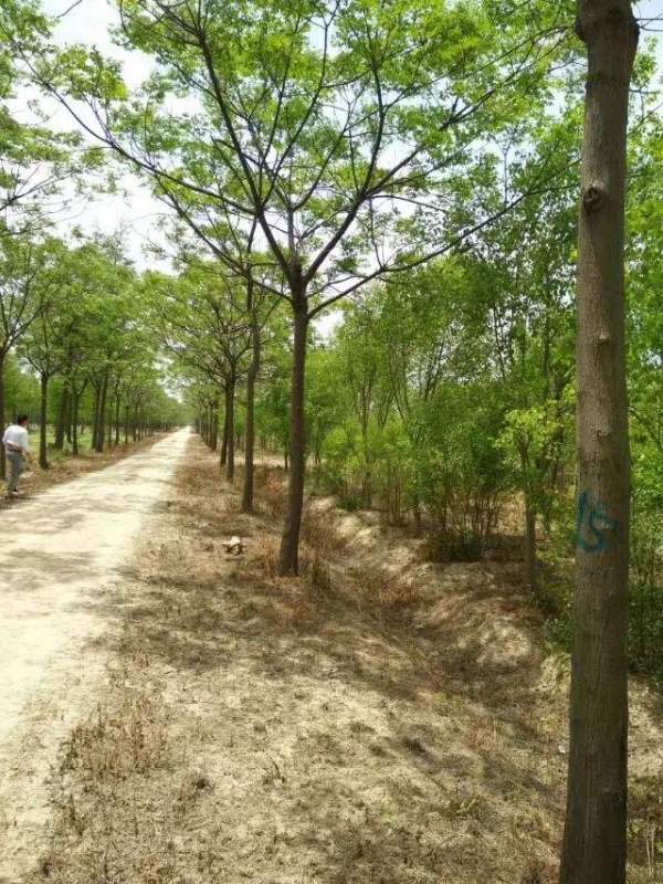 精品12公分13公分14公分大規(guī)格苦楝樹圖片 精品12公分13公分14公分大規(guī)格苦楝樹圖片