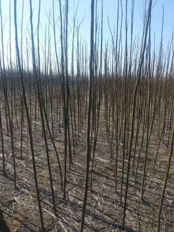 3公分4公分苦楝樹(shù)苗 3公分4公分苦楝樹(shù)苗