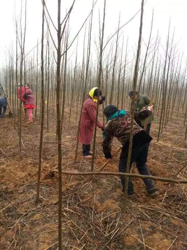 3公分4公分苦楝樹(shù)苗 3公分4公分苦楝樹(shù)苗