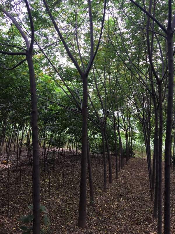 13公分14公分15公分苦楝樹 13公分14公分15公分苦楝樹