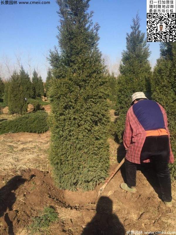 高度3米3.5米大蜀檜挖苗現(xiàn)場大量供應中 高度3米3.5米大蜀檜挖苗現(xiàn)場大量供應中