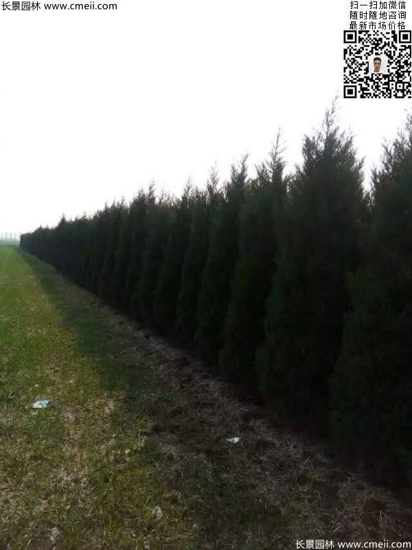 高度2.5米2.8米3米塔柏起苗現(xiàn)場(chǎng)圖片 高度2.5米2.8米3米塔柏起苗現(xiàn)場(chǎng)圖片