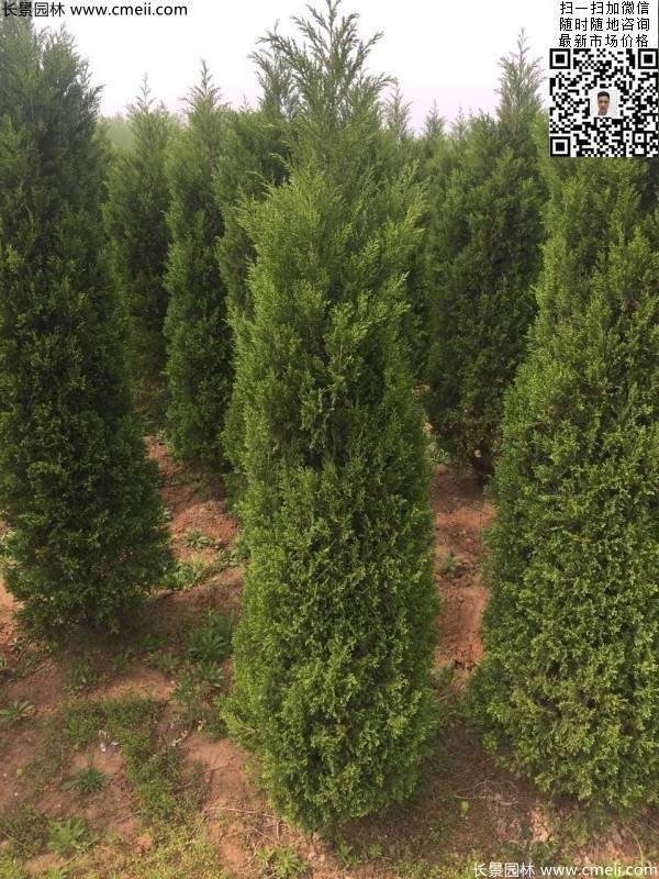 高度2.5米2.8米3米塔柏起苗現(xiàn)場(chǎng)圖片 高度2.5米2.8米3米塔柏起苗現(xiàn)場(chǎng)圖片